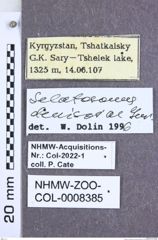 Etiketten zu Selatosomus denisovae (Gurjeva, 1978) (NHMW-ZOO-COL-0008385)